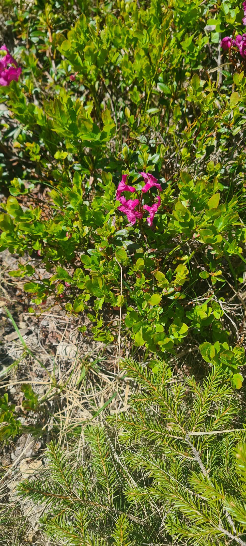Bujori de munte în Călimani