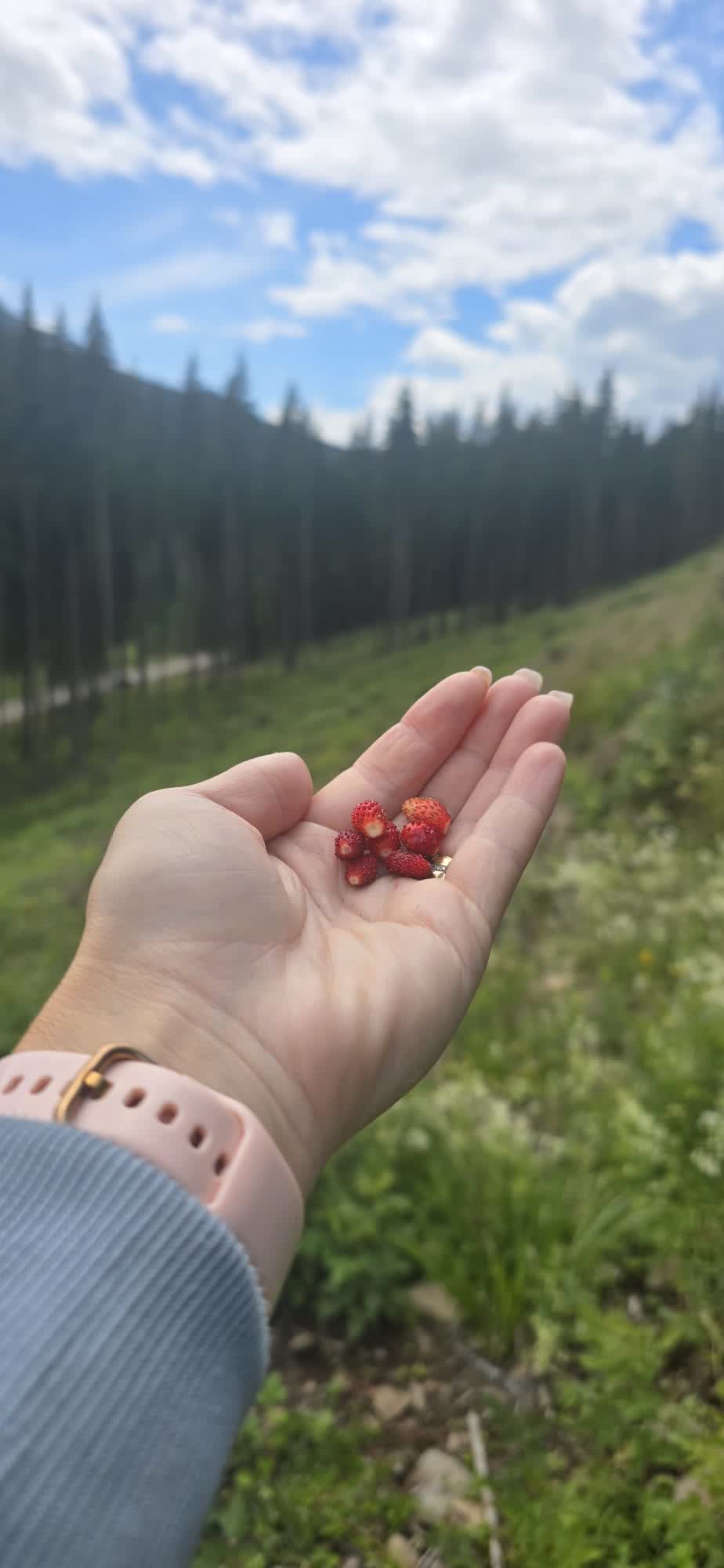 Fragi culeși pe traseu